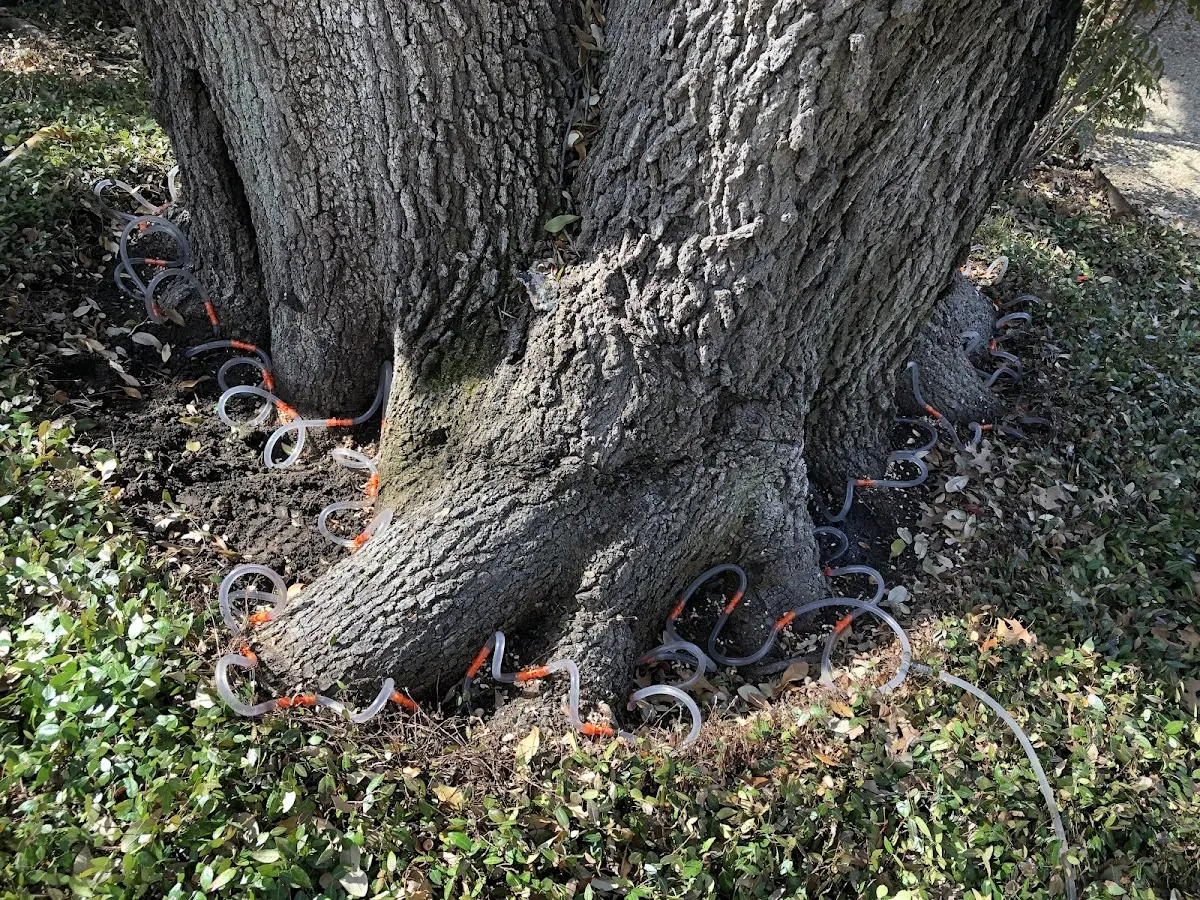 Detailed Tree Cabling and Bracing job site in Taylor Springs