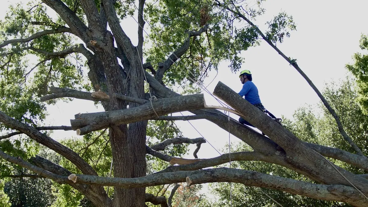 Professional Crown Thinning performed by certified arborists in Taylor Springs