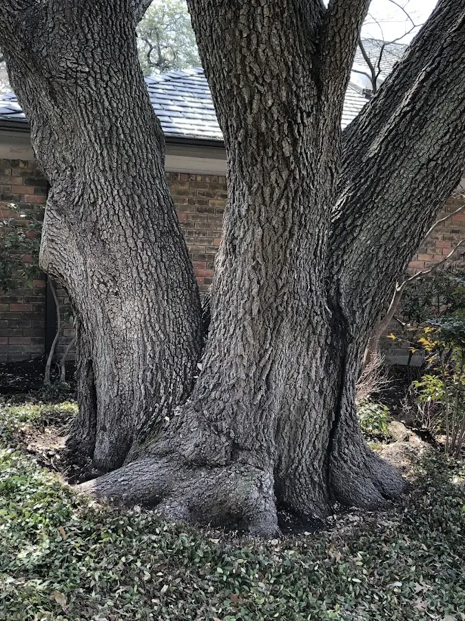 Mature heritage tree close to a Taylor Springs property cared for by certified arborists
